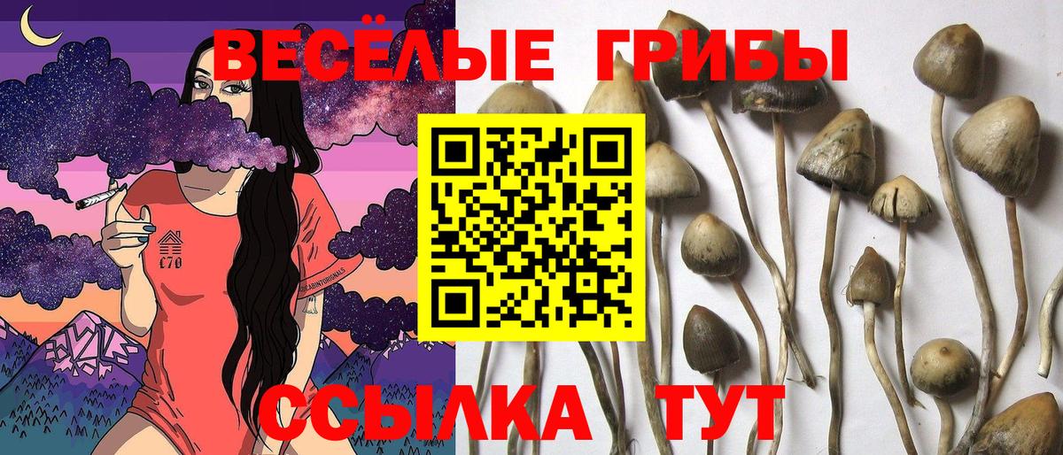 Псилоцибиновые грибы GOLDEN TEACHER  Вход с VPN  Новодвинск 